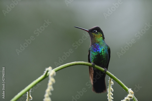 Fiery-throated hummingbird sitting on branch