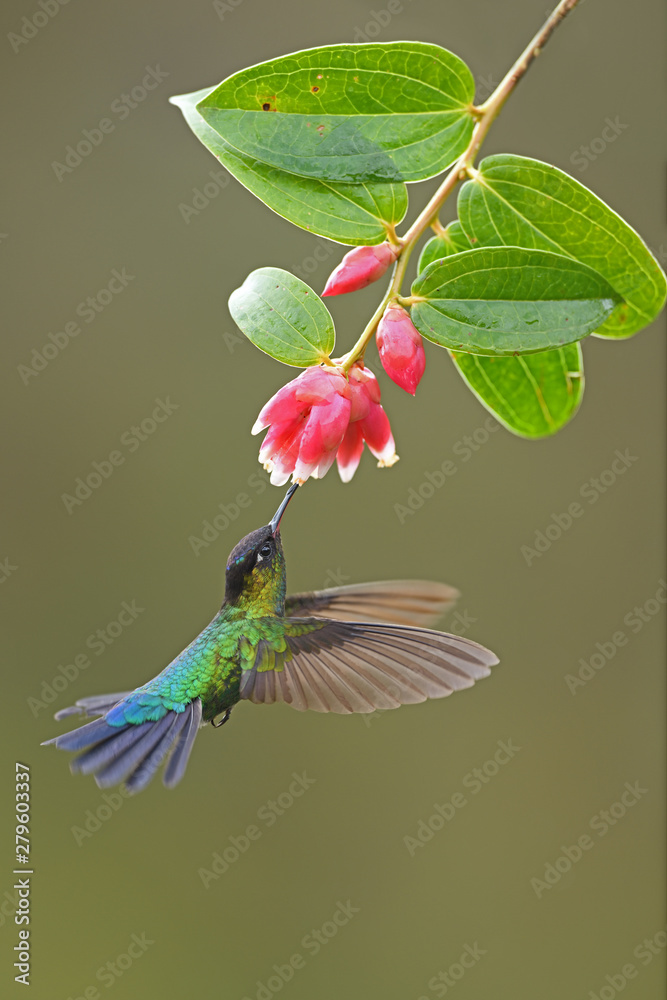 Obraz premium Fiery-throated hummingbird drinking nectar from red flower