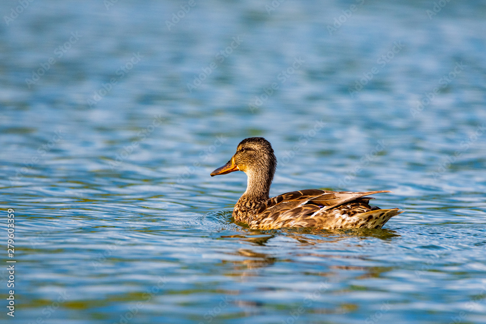 Portrait of a wild duck swimming on water. Photographed close up. Portrait of a wild duck swimming on water. Photographed close up.