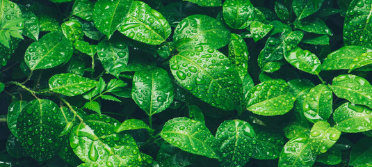 Nature green leaves with raindrop background texture