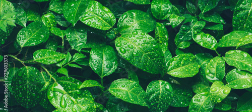 Fotografia, Obraz Nature green leaves with raindrop background texture