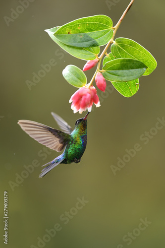 Fiery-throated hummingbird drinking nectar from red flower