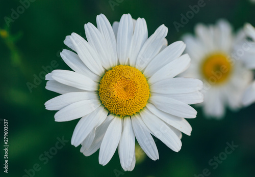 Spring outdoor, blooming dahlia in the sunset, backlit close-up, white petals, yellow buds of wild chrysanthemums，Leucanthemum maximum (Ramood) DC.
