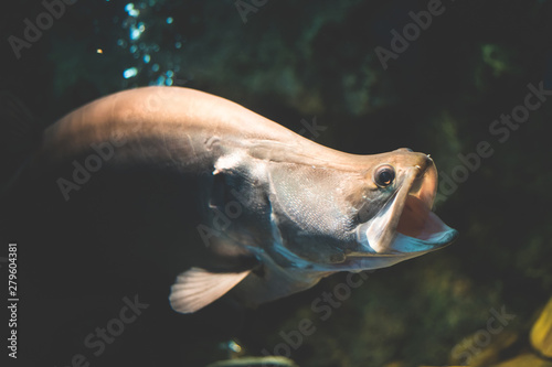 Giant featherback fish (Chitala lopis) is a rare freshwater fish found in the Mekong River and Tapee River. It is opening the mouth to catch the victim.