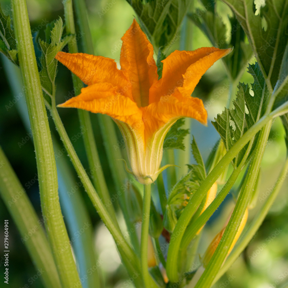 Fototapeta premium Fleur de courgette jaune, Cucurbitaceae.