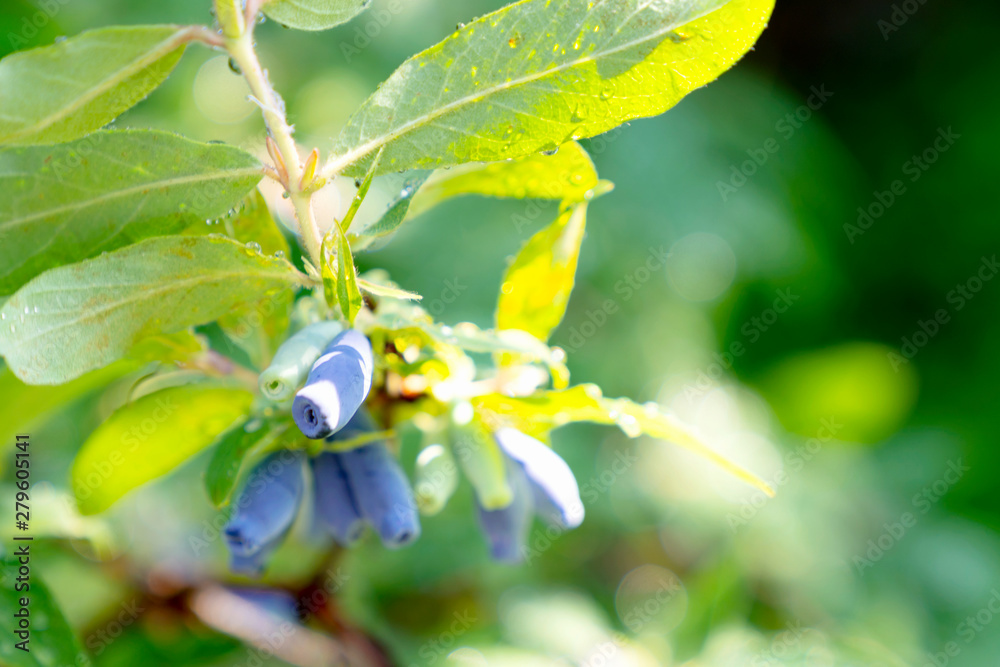 Fototapeta premium Ripe and unripe blue berries on the honeysuckle bush branch with raindrops in a sunny background. Fresh garden view in a family summer residence. Selective focus.