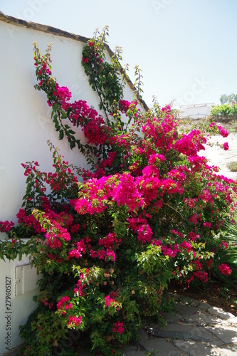 Pinke Blumen auf Fuerteventura
