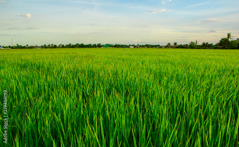 paddy rice field
