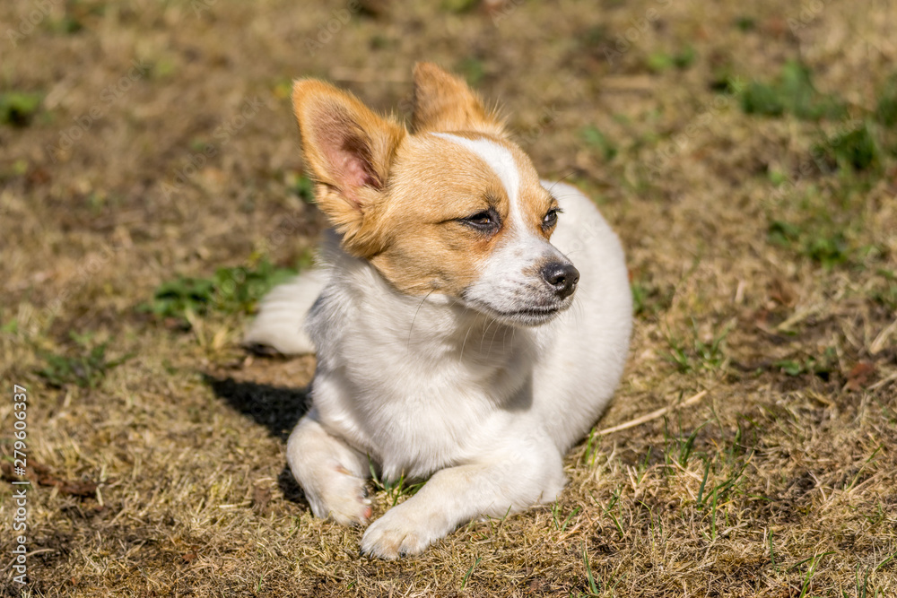 Jack Chi