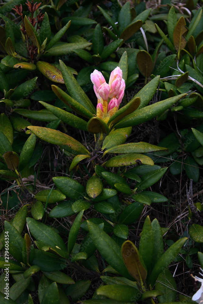 Caucasus. Midagrabin gorge. Flowering rhododenrons. Caucasus. Midagrabin gorge. Flowering rhododenrons.