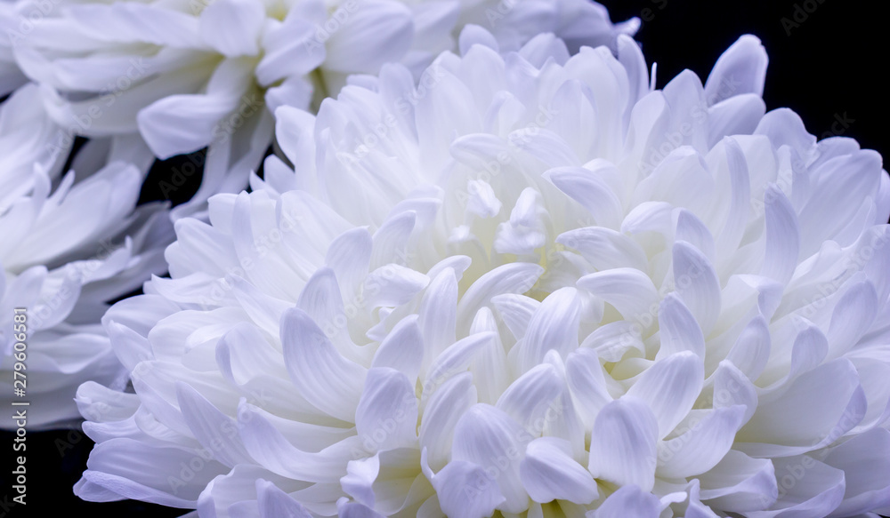 flowers of delicate white chrysanthemum macro photo on a dark background