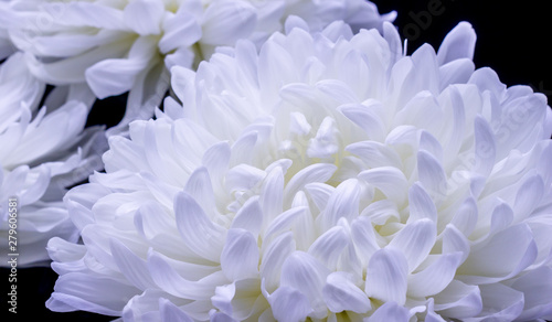 flowers of delicate white chrysanthemum macro photo on a dark background © DmitrySolmashenko