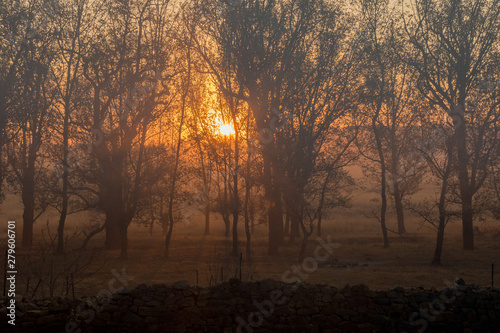 Moody sunset with silhouetted trees in the Central Drakensberg region of South Africa