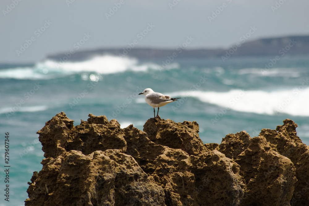 Seagull on a rock at sea, great ocean road, Australia Seagull on a rock at sea, great ocean road, Australia