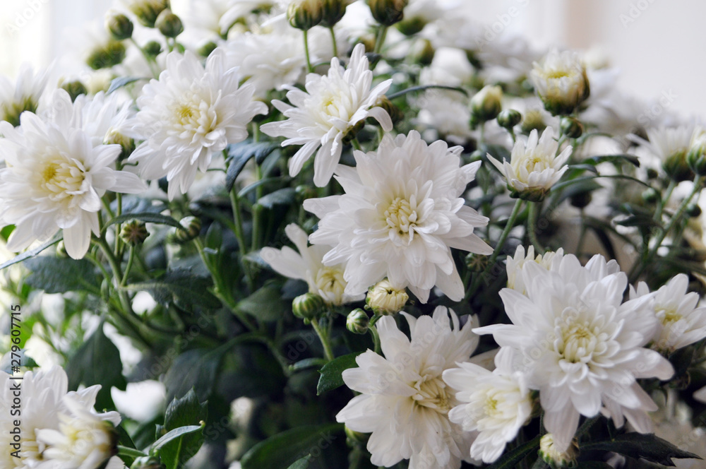 Background of flowers. White chrysanthemums. Background of flowers. White chrysanthemums.