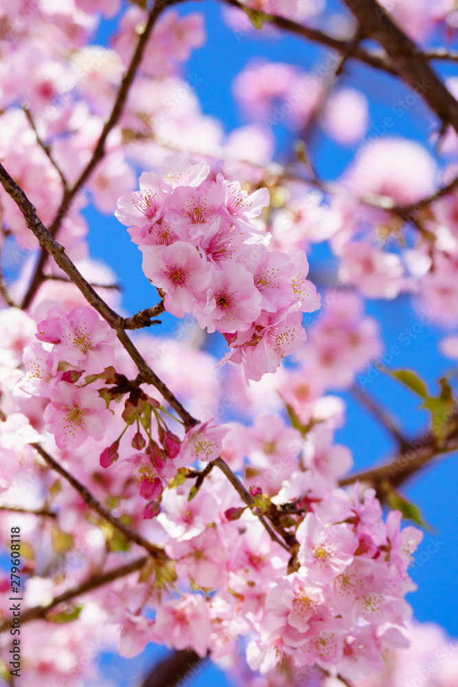 満開の河津桜　松田山