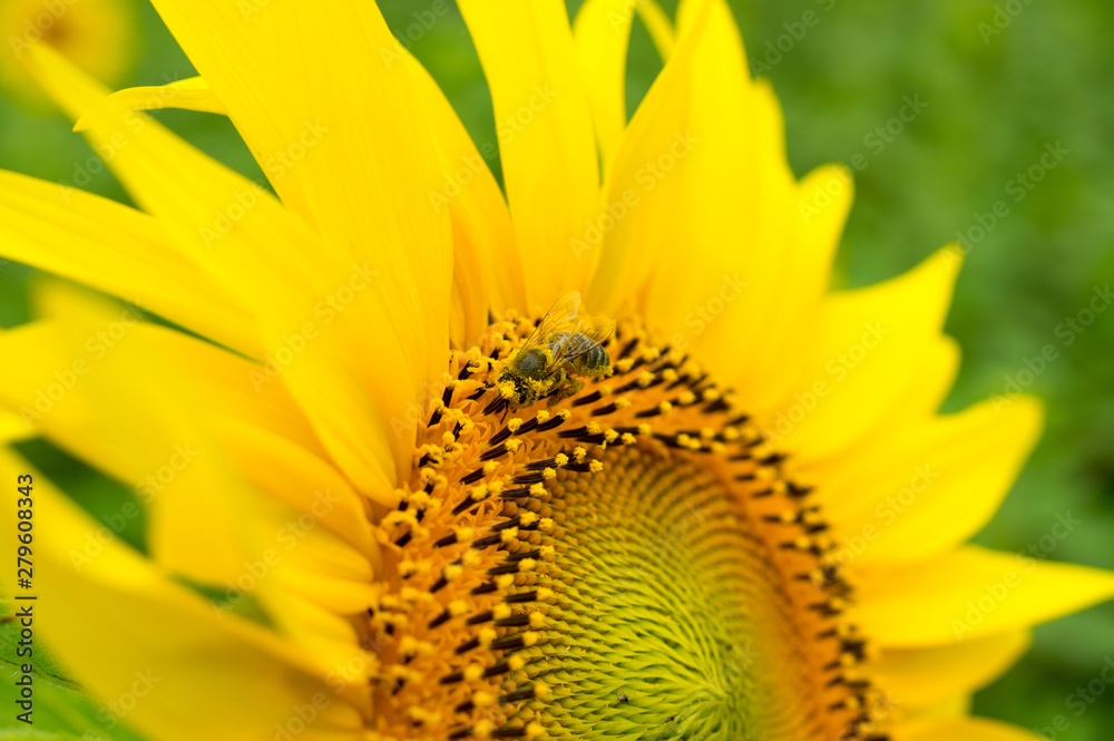 Honeybee, harvesting, flower, polen, healty. Honeybee, harvesting, flower, polen, healty.