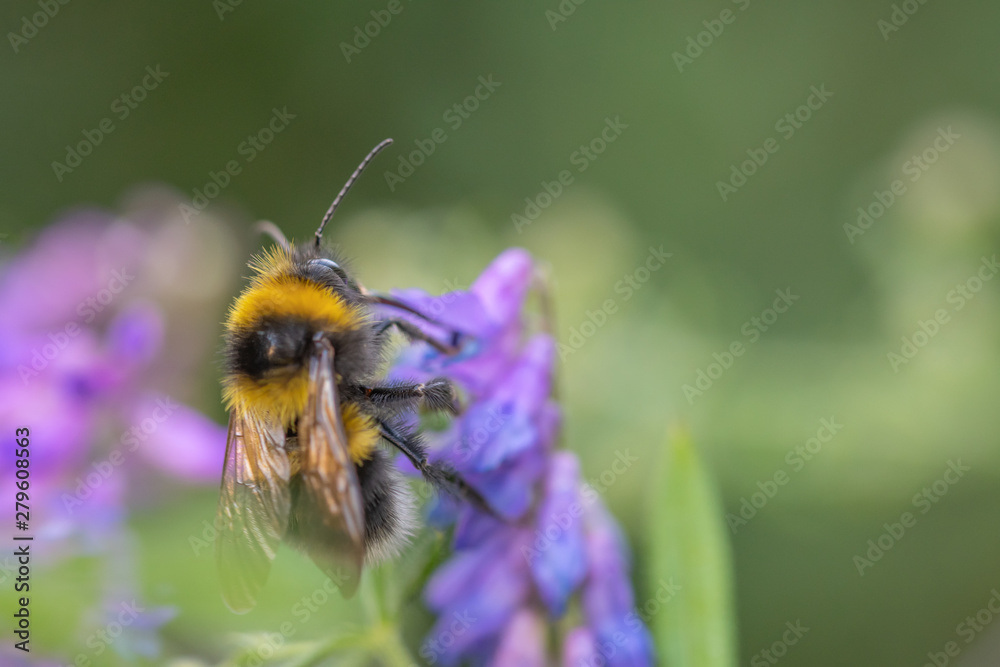 Bee on flower with blurred background Bee on flower with blurred background