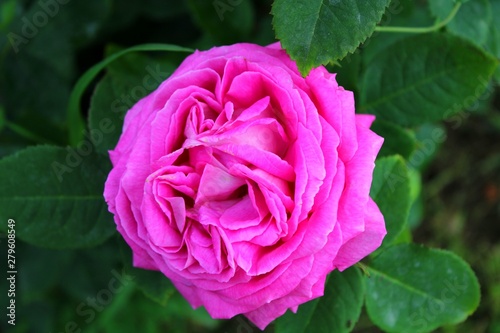 Pink garden rose scented flower blooming in summer