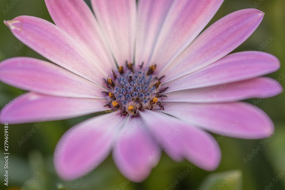 Pink gerbera flowers background. Closeup of pink flower