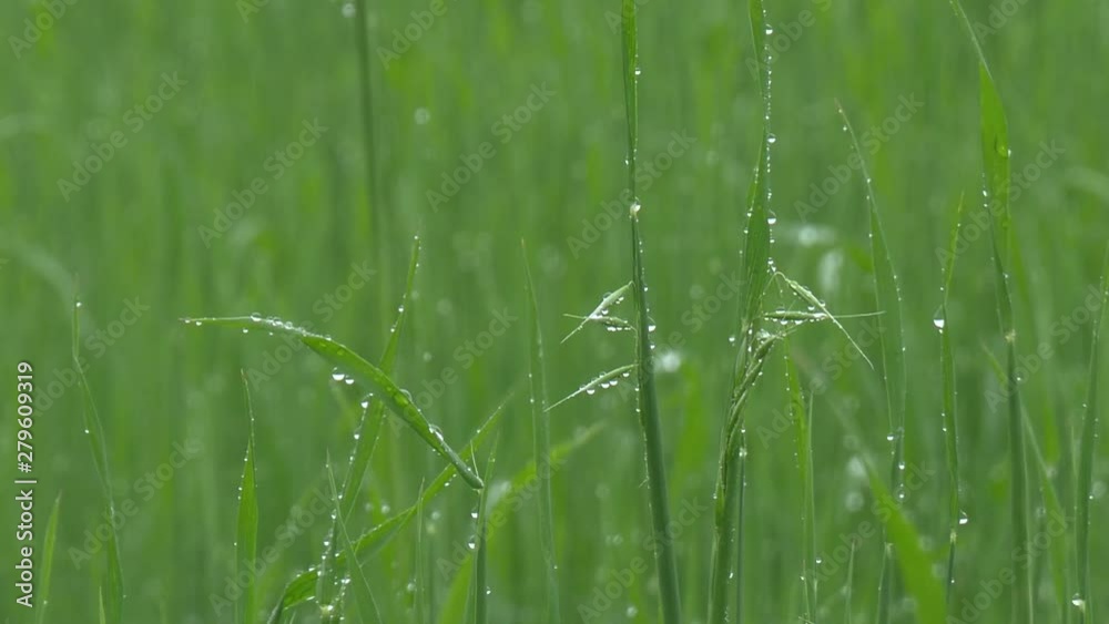water drops on green grass
