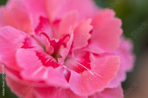 Garden Flower Carnation. Bouquet of red carnation flowers