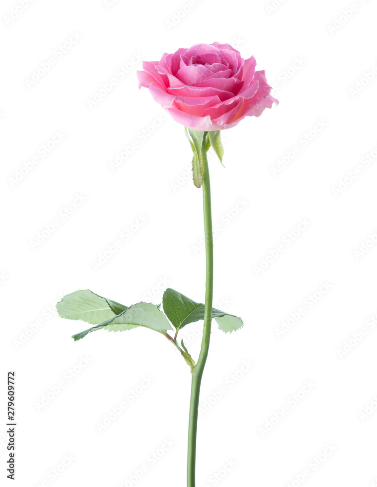 Pink rose isolated on white background.