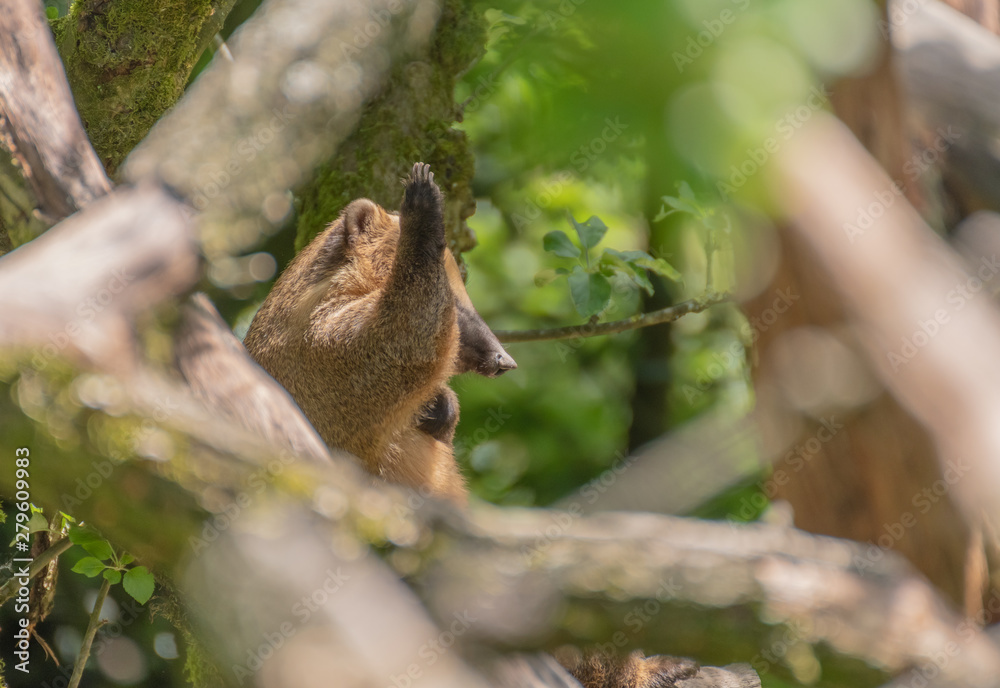 brown bear in the forest