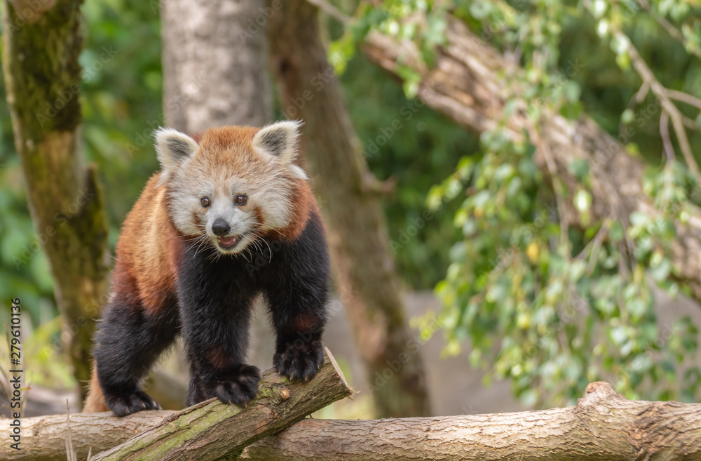Obraz premium Red panda in tree