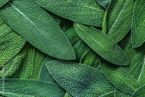 close up a herb sage leaf abstract texture background photo
