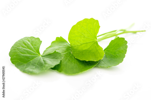 Fresh green Gotu kola, Centella asiatica leaf background , Asiatic pennywort, Indian pennywort , a ayurvedic medical herb concept photo