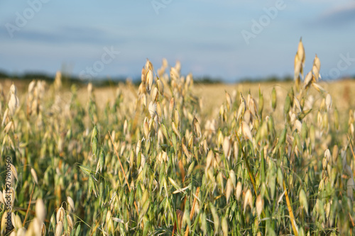 Field of grain with oats and blue sky. Summer harvest season.