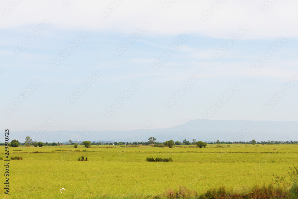 Beautiful natural landscape of rice farm. and cultivation agriculture field in Thailand