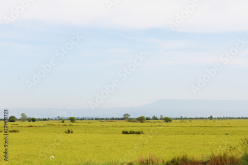 Beautiful natural landscape of rice farm. and cultivation agriculture field in Thailand