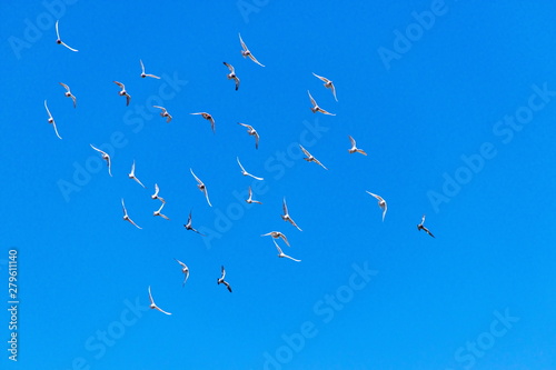 flock of pigeons flying in blue sky