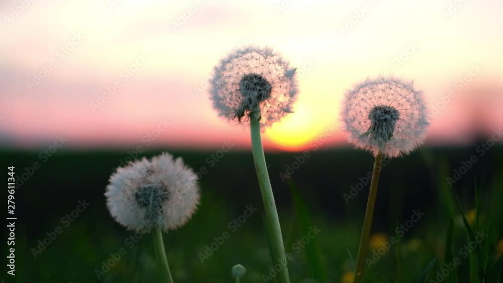 Amazing dandelion flower on summer field in sunset time. UHD 4K video