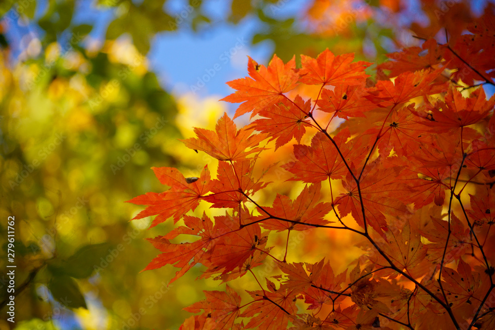 世界遺産白神山地の赤く紅葉したカエデ