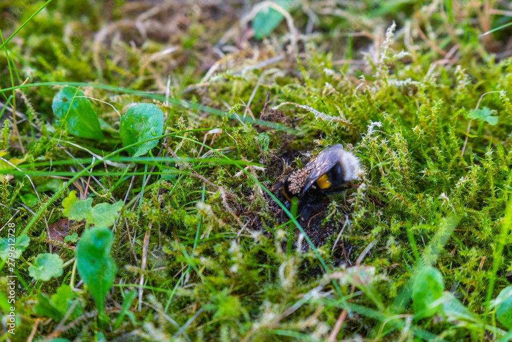 a bumble-bee queen with mites on her back a bumble-bee queen with mites on her back