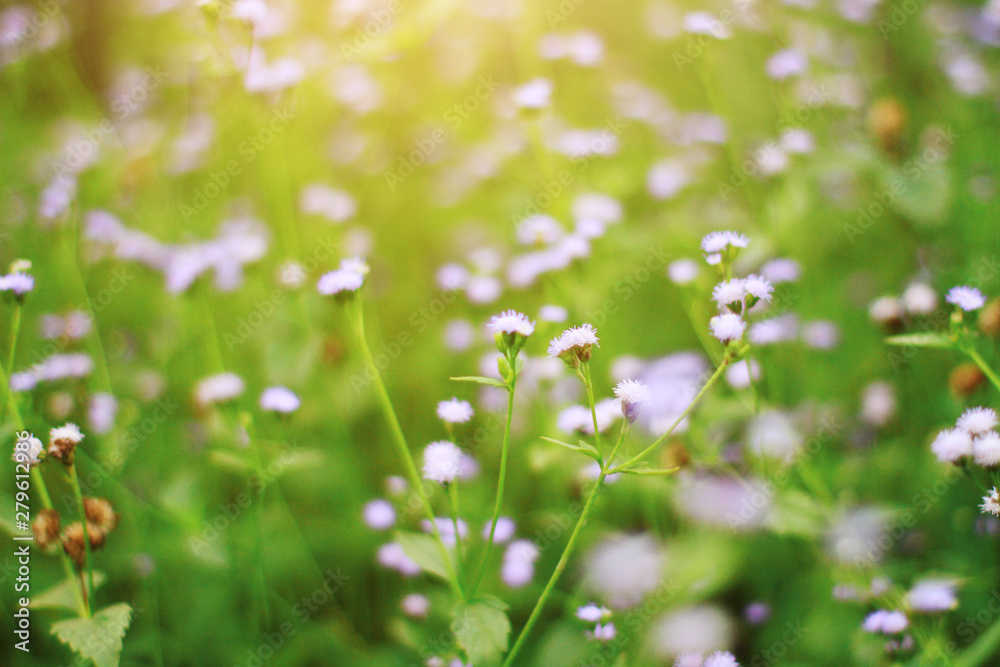 Beautiful wild purple grass flowers in the meadow with sunlight. Billygoat-weed, Chick weed or Ageratum conyzoides is herb plants Beautiful wild purple grass flowers in the meadow with sunlight. Billygoat-weed, Chick weed or Ageratum conyzoides is herb plants