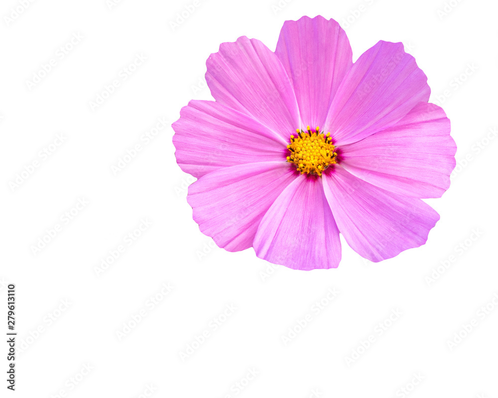 Pink Cosmos flower isolated on white background