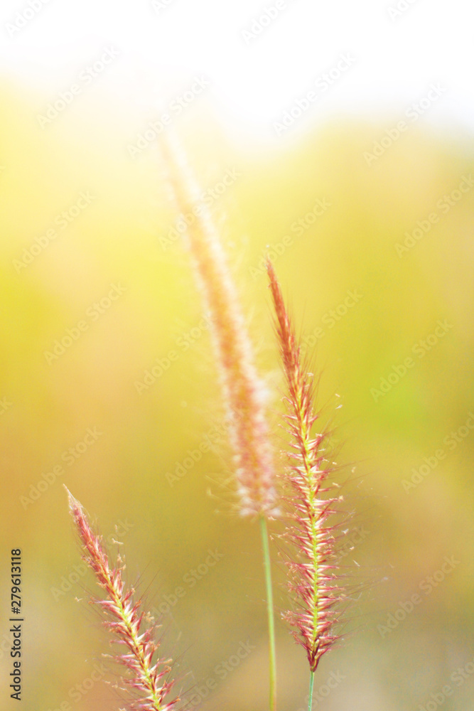 Soft Focus Beautiful grass flowers in natural sunlight Background