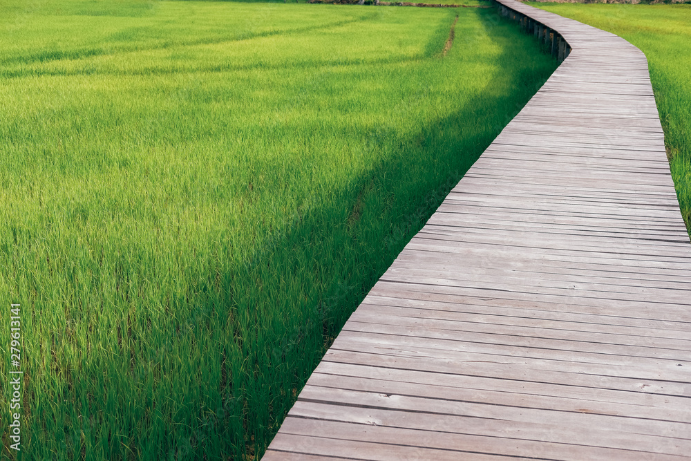 wooden bridge footbridge walkway pathway along rice paddy field wooden bridge footbridge walkway pathway along rice paddy field