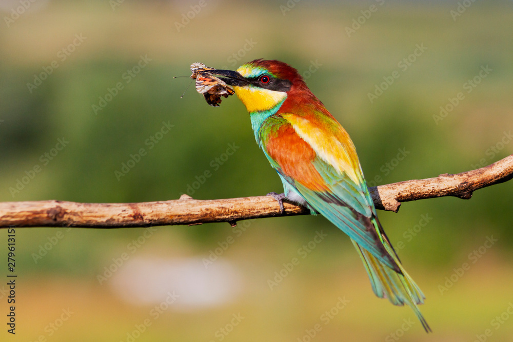 Fototapeta premium beautiful wild bird caught a butterfly and sits on a branch