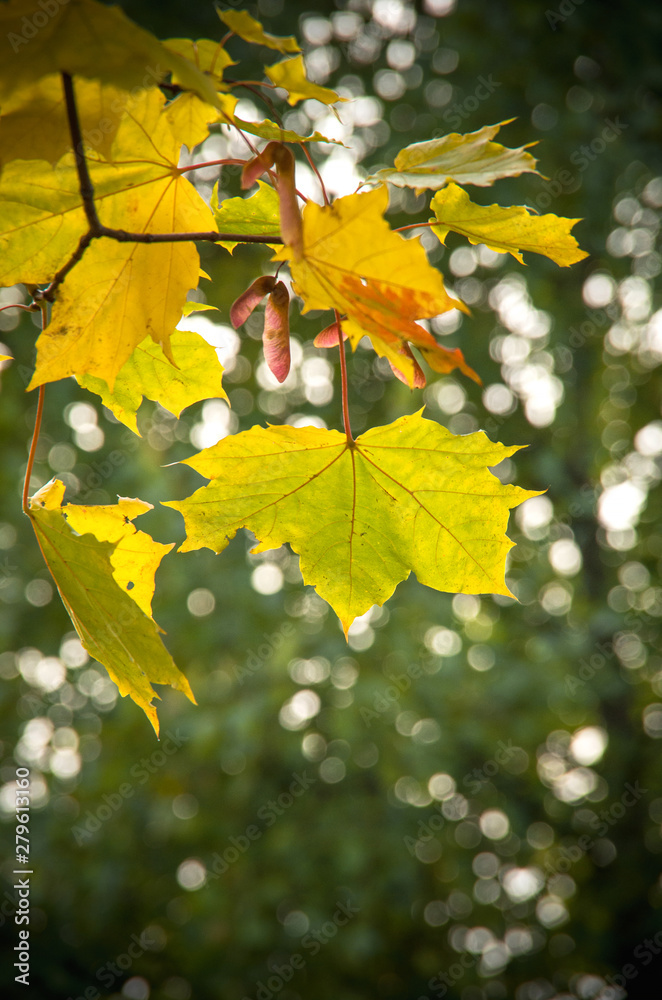 Yellow and green maple leaf on a branch
