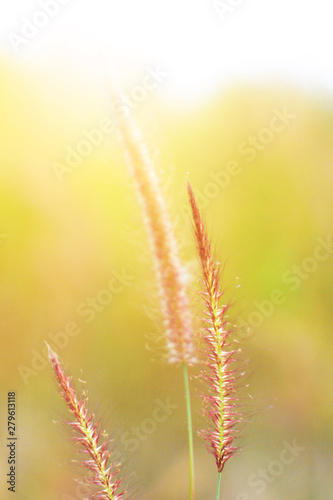 Soft Focus Beautiful grass flowers in natural sunlight Background © cocorattanakorn