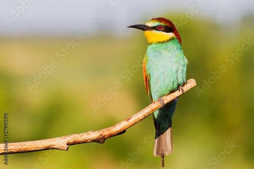 bright bird of paradise sitting on a branch © drakuliren