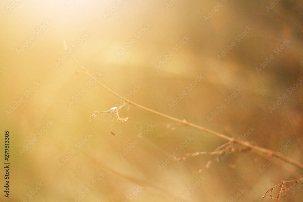Soft Focus Dry grass in natural sunlight Soft Focus Dry grass in natural sunlight