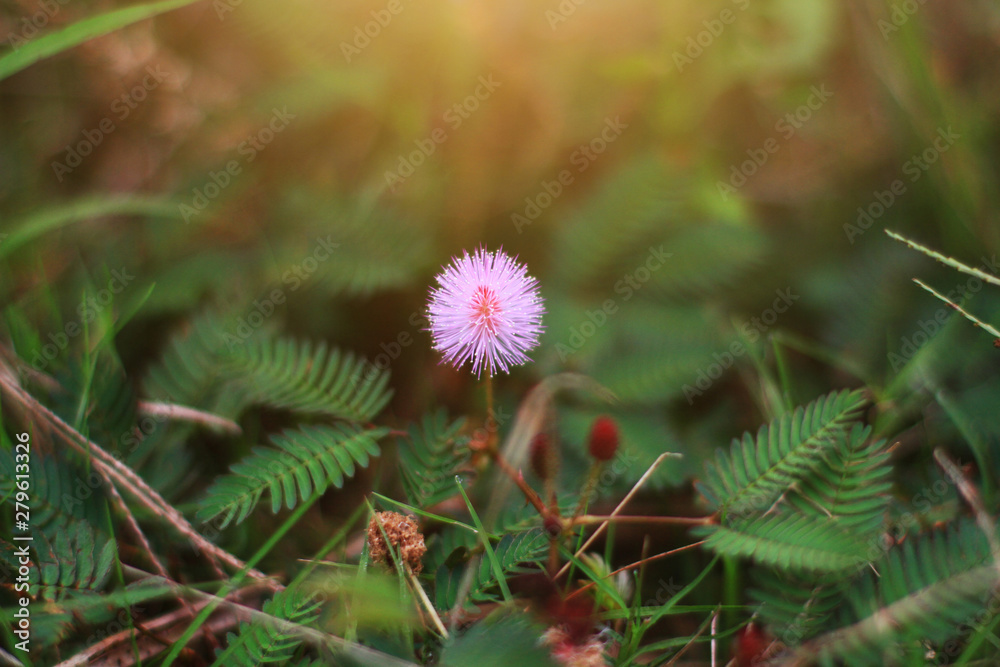 Mimosa pudica flowers in sunlight,sensitive plant . Mimosa pudica flowers in sunlight,sensitive plant .