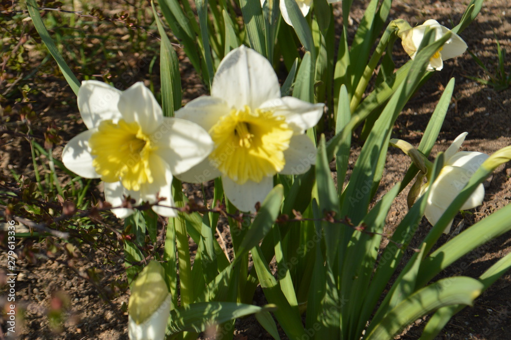 Fototapeta premium daffodils in the garden