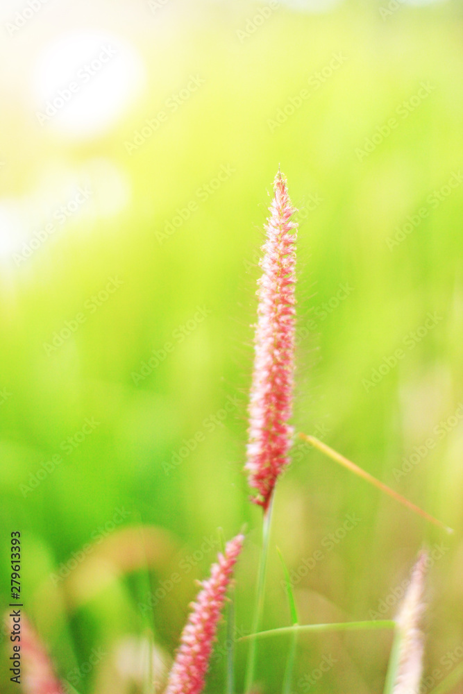 Soft Focus Beautiful grass flowers in natural sunlight Background Soft Focus Beautiful grass flowers in natural sunlight Background